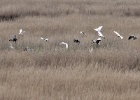 Reigers   A.Bender : SPANJE 2012 60D